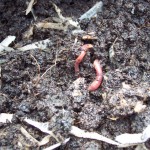 Some residents of the worm bin!