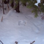 Can you spot the snowshoe hare tracks?