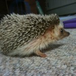 This is my friend’s pet hedgehog, Hermione. I babysat for her one weekend, and she bit me. I haven’t put that in a book yet, but I might some day.