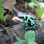 A poison dart frog in Costa Rica.