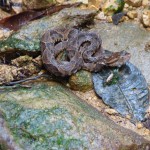 A deadly fer de lance viper that was right on the hiking trail. Our guide had us stand back while he coaxed it off the trail with a long stick. The snake is incredibly dangerous but also beautiful in an eerie way.