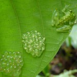 A glass frog protecting its eggs on the underside of a leaf.